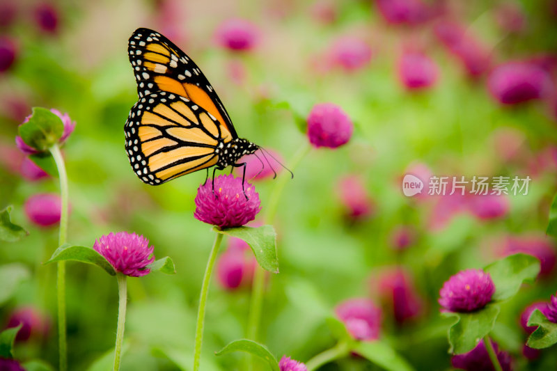 帝王蝶(Danaus Plexippus)